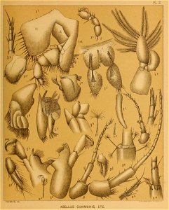 Cave Fauna of North America Plate 02