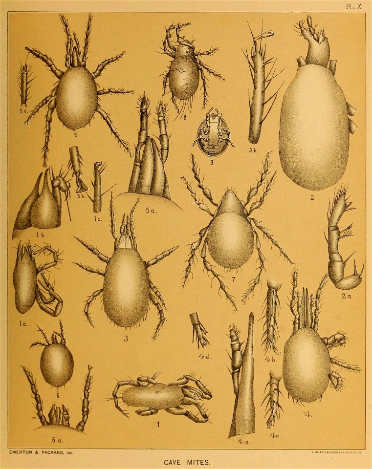 Cave Fauna of North America Plate 10