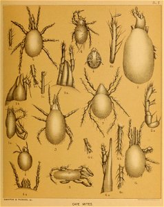 Cave Fauna of North America Plate 10