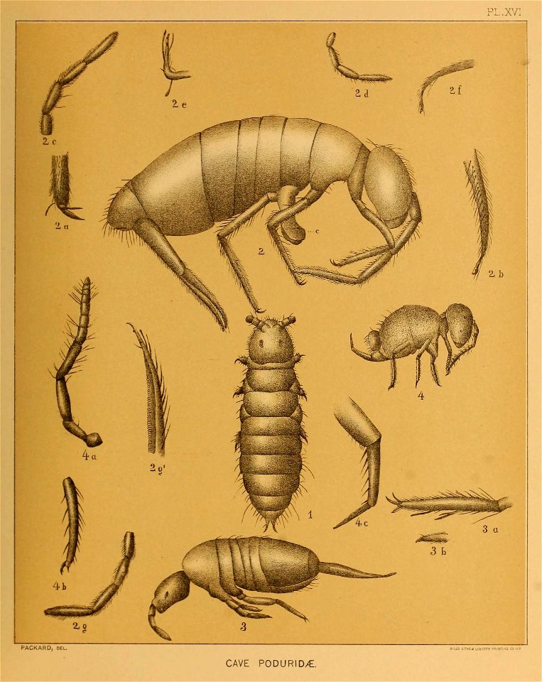 Cave Fauna of North America Plate 16