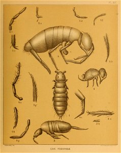Cave Fauna of North America Plate 16