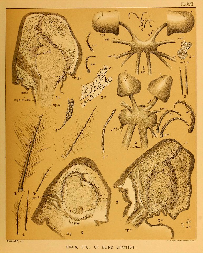 Cave Fauna of North America Plate 21