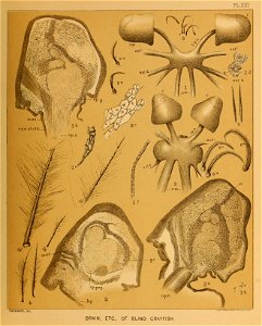 Cave Fauna of North America Plate 21
