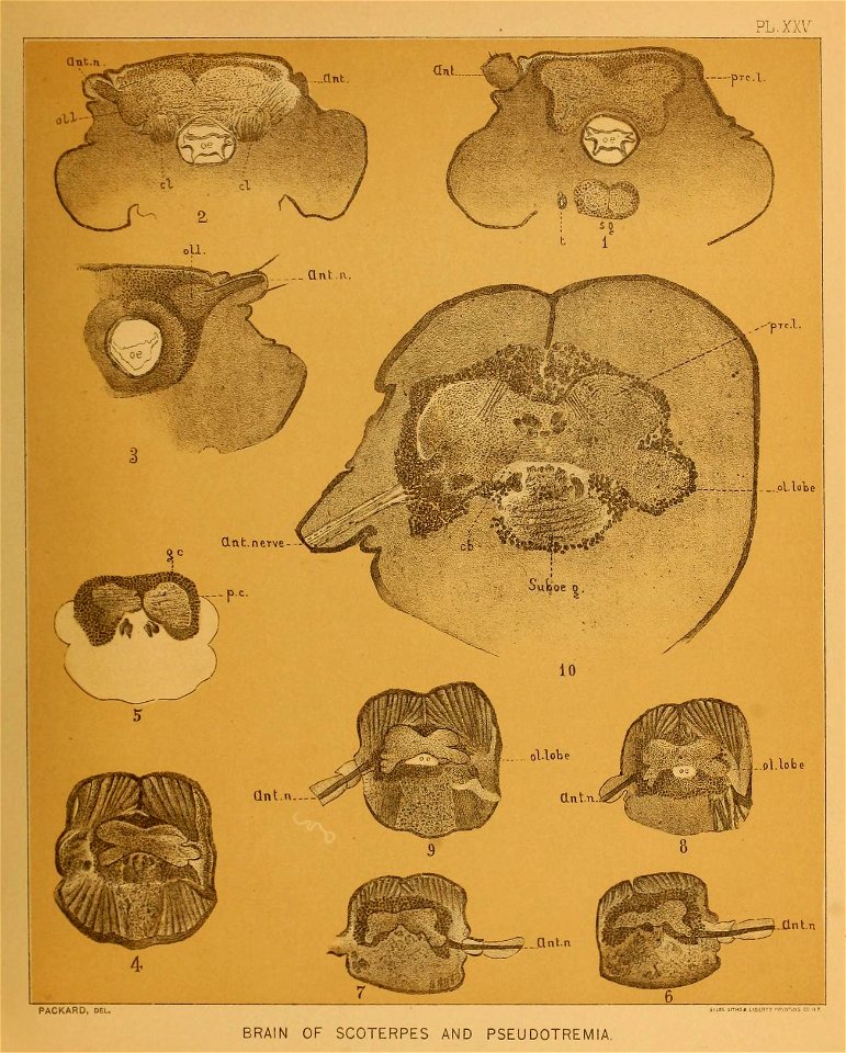 Cave Fauna of North America Plate 25