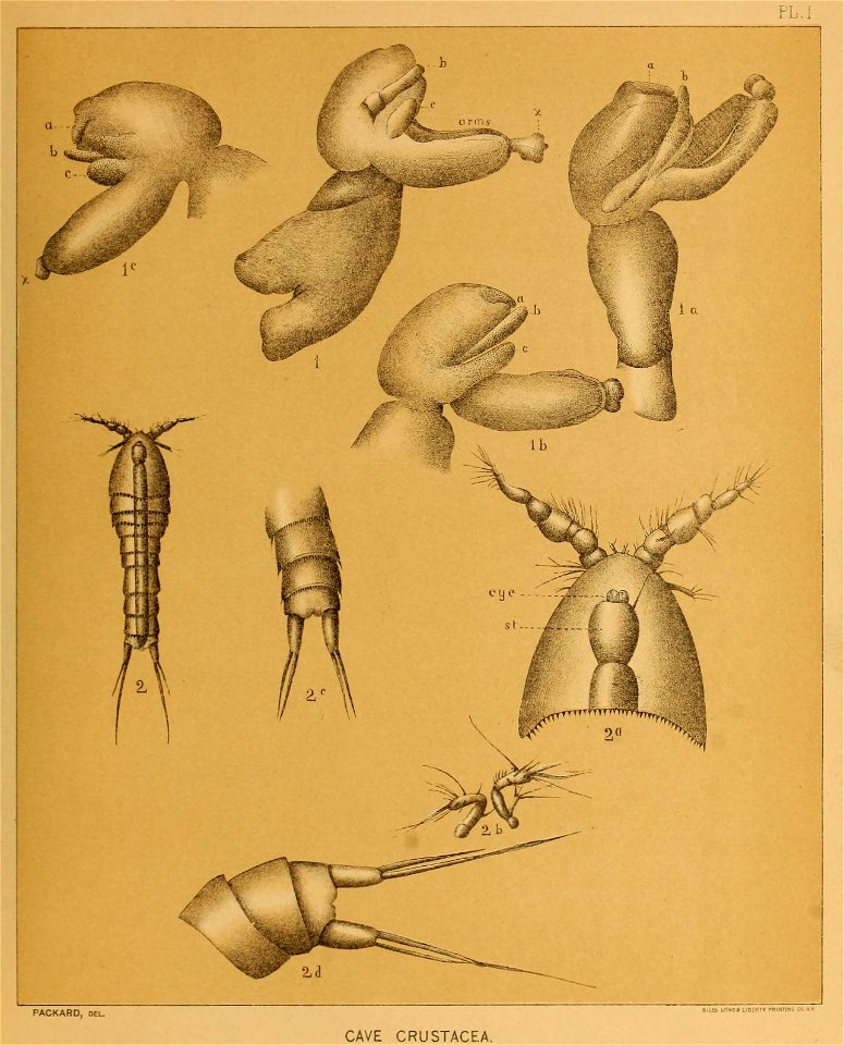 Cave Fauna of North America Plate 01