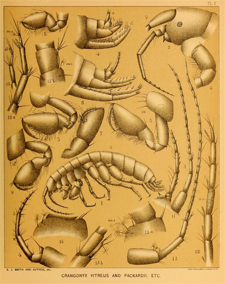 Cave Fauna of North America Plate 05