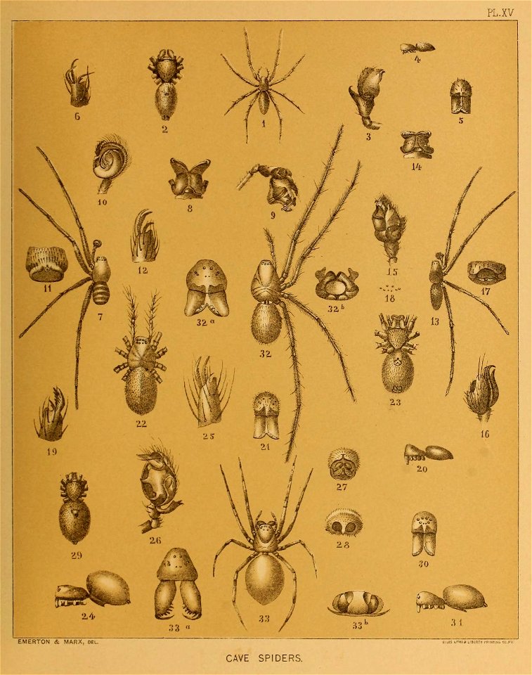 Cave Fauna of North America Plate 15