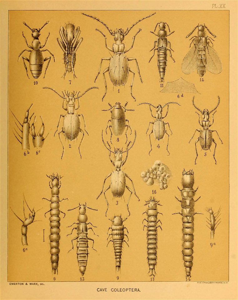 Cave Fauna of North America Plate 20