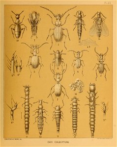 Cave Fauna of North America Plate 20