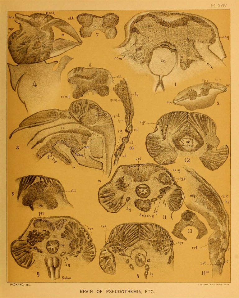 Cave Fauna of North America Plate 24