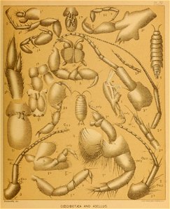 Cave Fauna of North America Plate 04