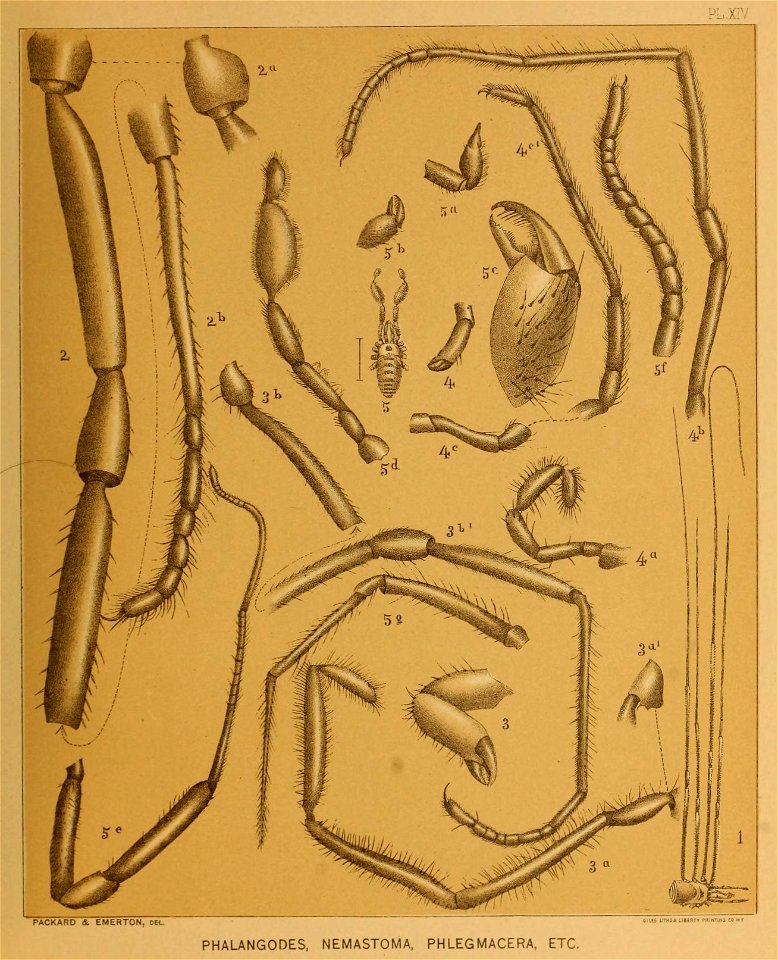 Cave Fauna of North America Plate 14