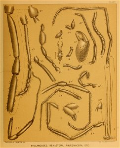 Cave Fauna of North America Plate 14