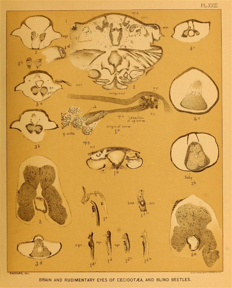 Cave Fauna of North America Plate 23