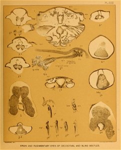 Cave Fauna of North America Plate 23