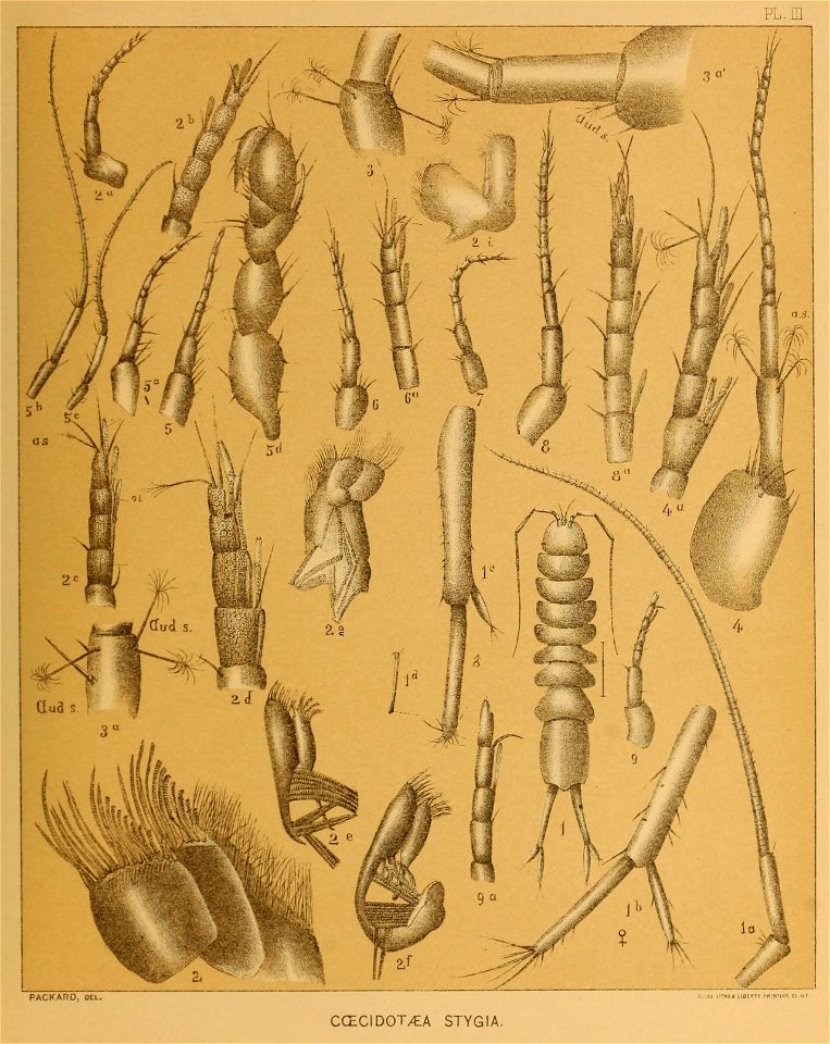 Cave Fauna of North America Plate 03