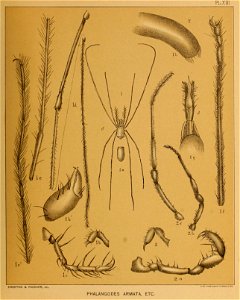 Cave Fauna of North America Plate 13