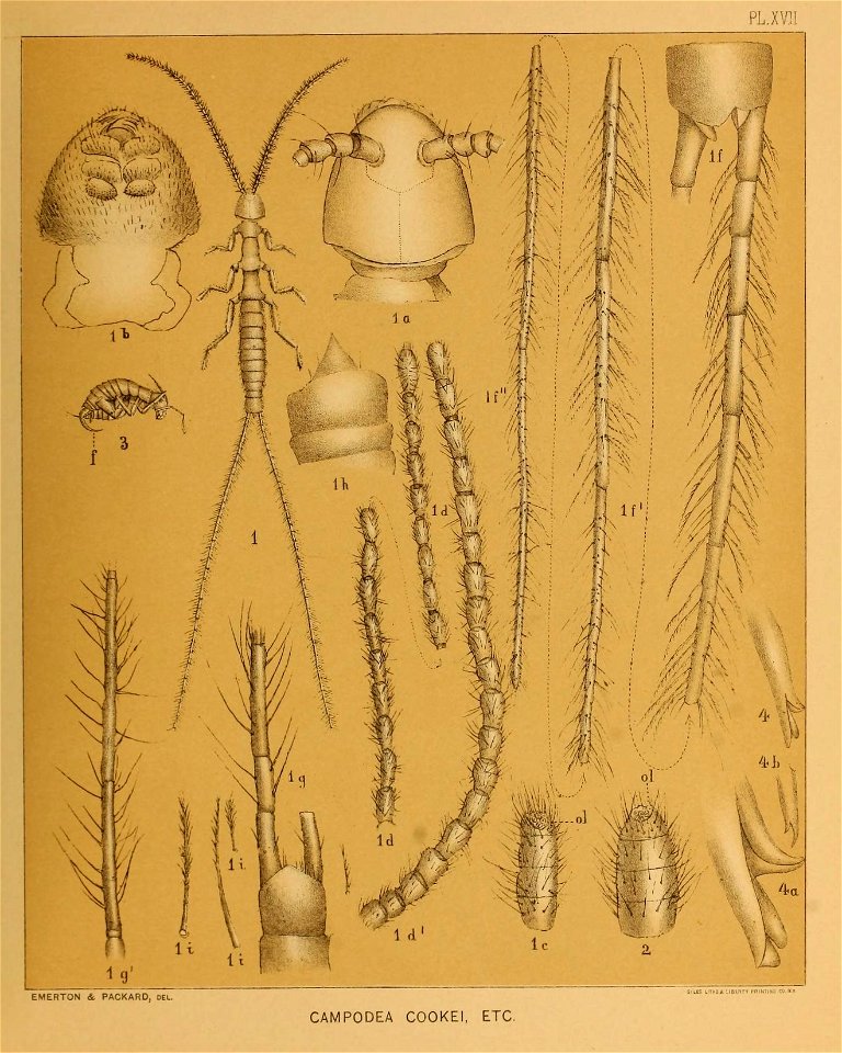 Cave Fauna of North America Plate 17