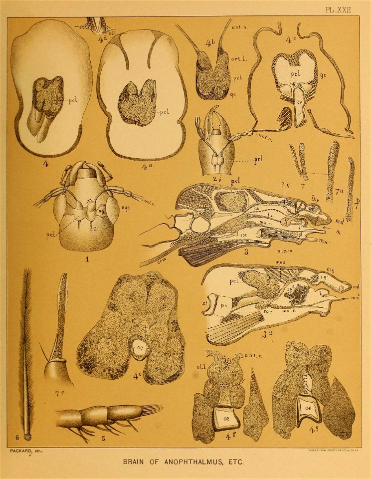 Cave Fauna of North America Plate 22