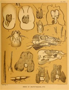 Cave Fauna of North America Plate 22
