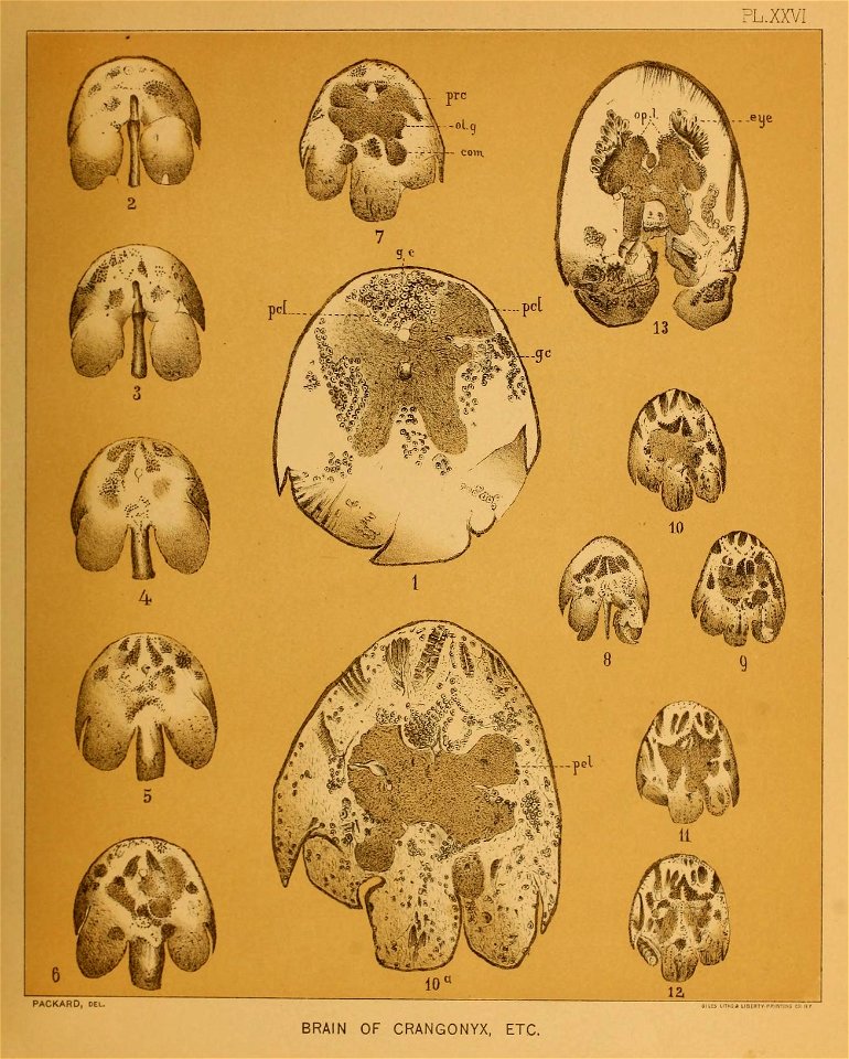 Cave Fauna of North America Plate 26
