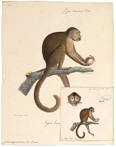 Cebus capucinus - 1818-1842 - Print - Iconographia Zoologica - Special Collections University of Amsterdam - UBA01 IZ20200178