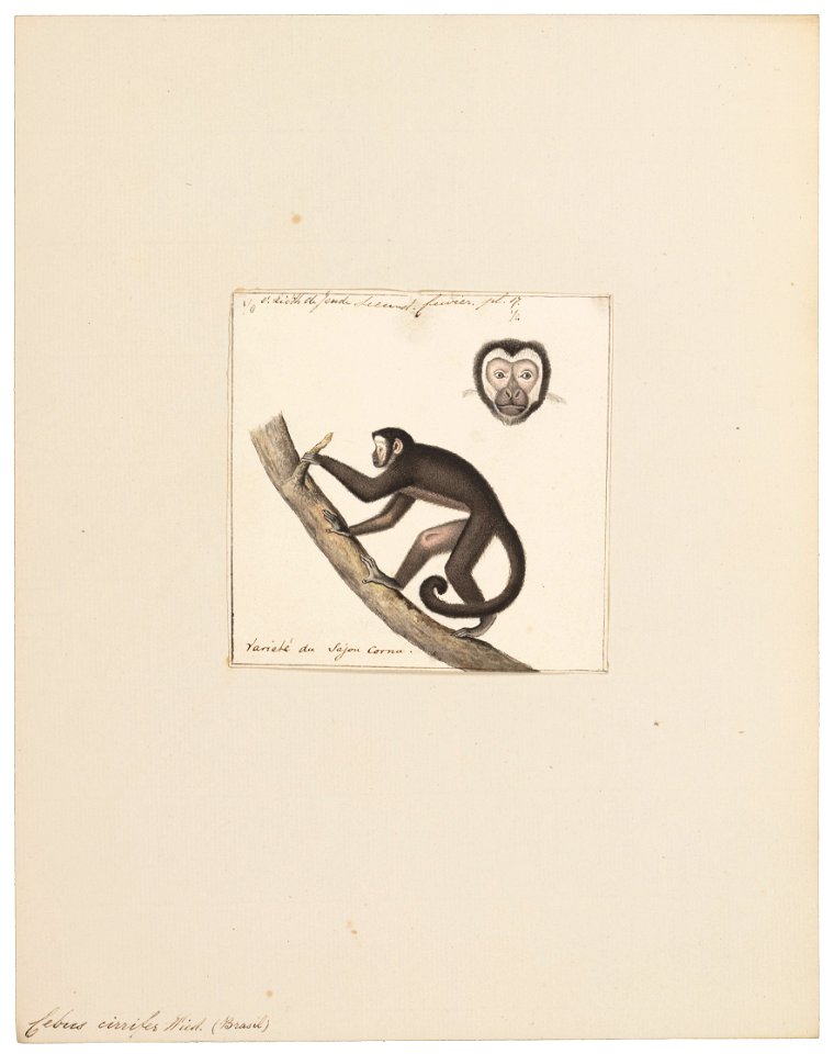 Cebus cirrifer - 1829-1867 - Print - Iconographia Zoologica - Special Collections University of Amsterdam - UBA01 IZ20200166