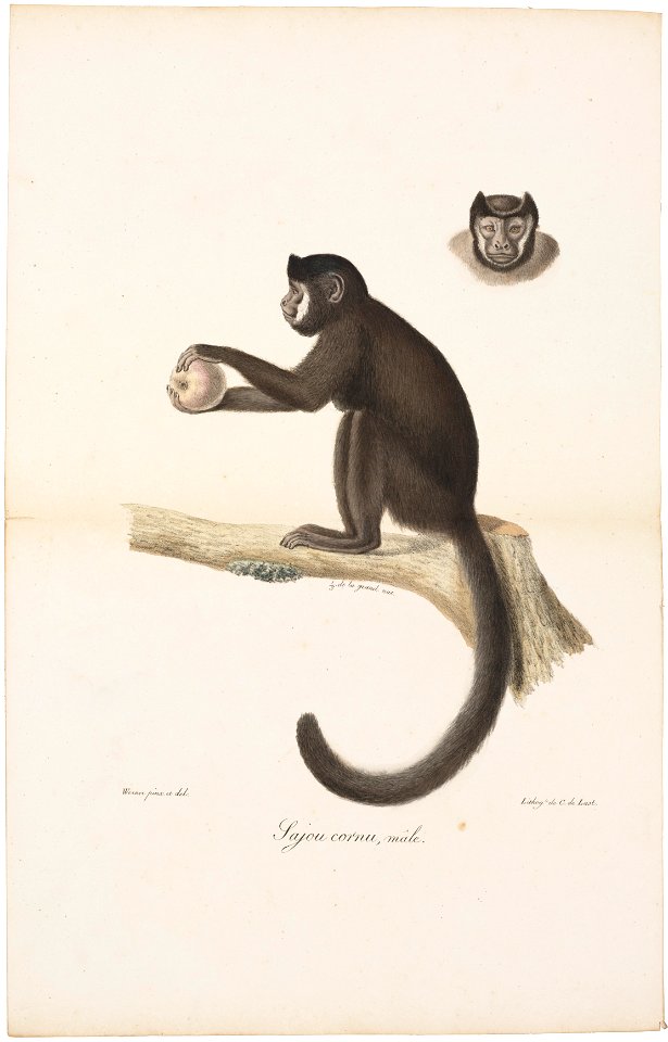 Cebus fatuellus - 1818-1842 - Print - Iconographia Zoologica - Special Collections University of Amsterdam - UBA01 IZ20200077