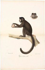 Cebus fatuellus - 1818-1842 - Print - Iconographia Zoologica - Special Collections University of Amsterdam - UBA01 IZ20200077