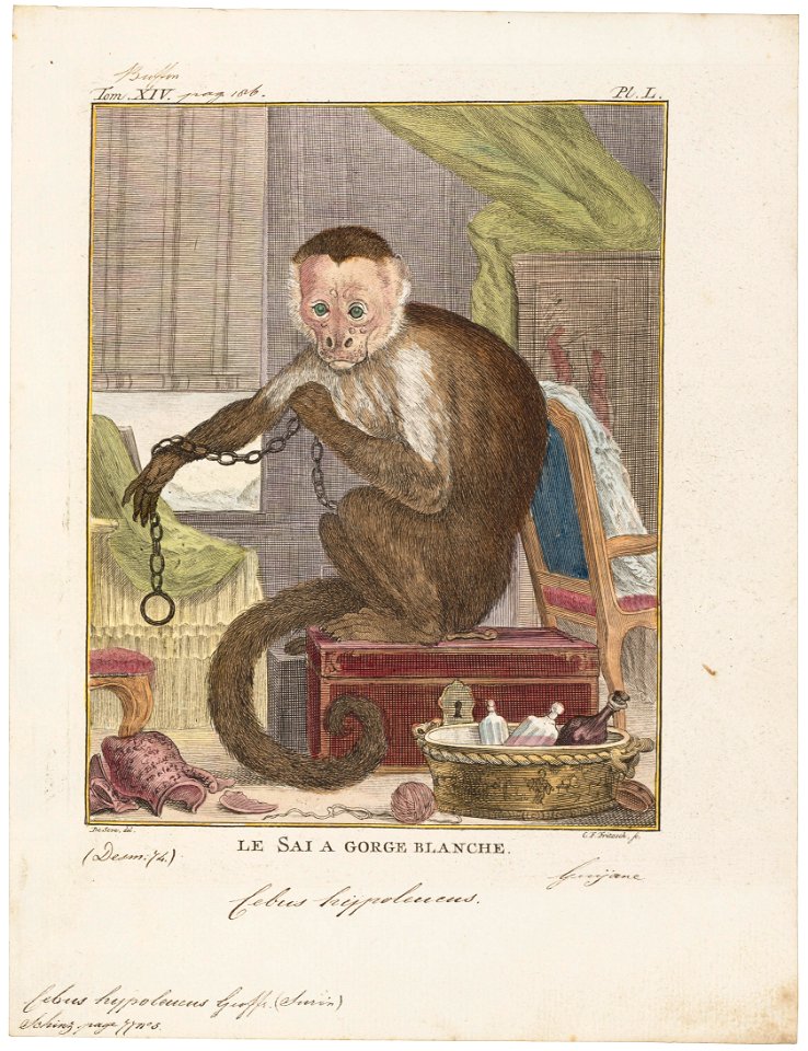 Cebus hypoleucus - 1700-1880 - Print - Iconographia Zoologica - Special Collections University of Amsterdam - UBA01 IZ20200156