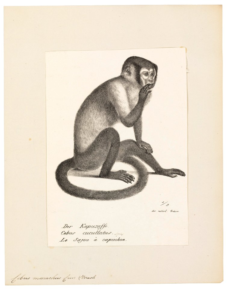 Cebus monachus - 1809-1845 - Print - Iconographia Zoologica - Special Collections University of Amsterdam - UBA01 IZ20200184