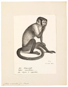 Cebus monachus - 1809-1845 - Print - Iconographia Zoologica - Special Collections University of Amsterdam - UBA01 IZ20200184