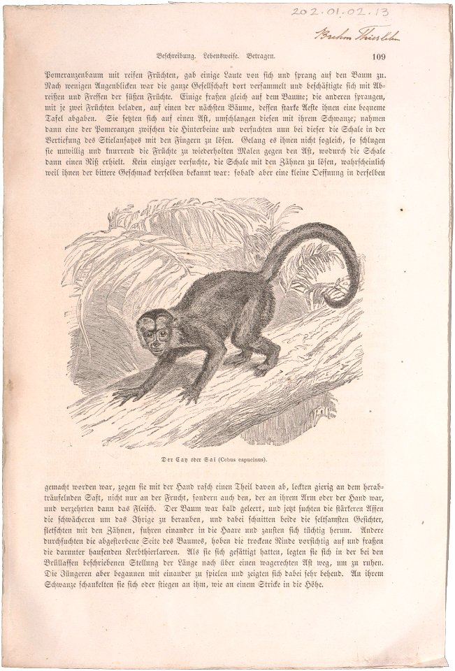 Cebus capucinus - 1700-1880 - Print - Iconographia Zoologica - Special Collections University of Amsterdam - UBA01 IZ20200033