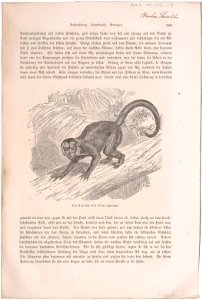 Cebus capucinus - 1700-1880 - Print - Iconographia Zoologica - Special Collections University of Amsterdam - UBA01 IZ20200033