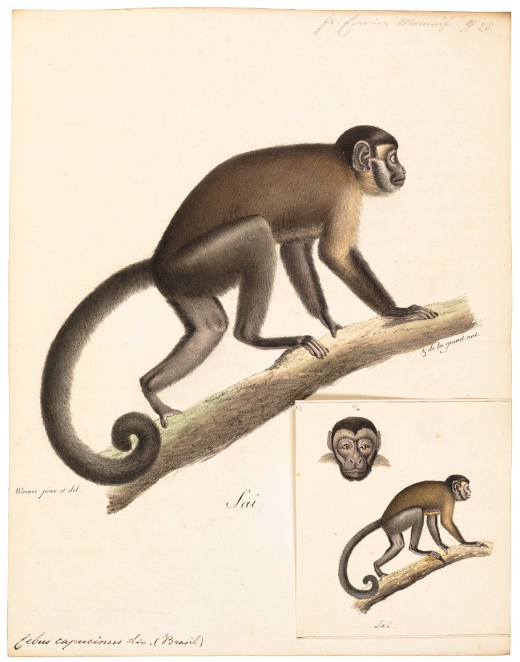 Cebus capucinus - 1818-1842 - Print - Iconographia Zoologica - Special Collections University of Amsterdam - UBA01 IZ20200176