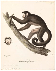 Cebus cirrifer - 1818-1842 - Print - Iconographia Zoologica - Special Collections University of Amsterdam - UBA01 IZ20200168