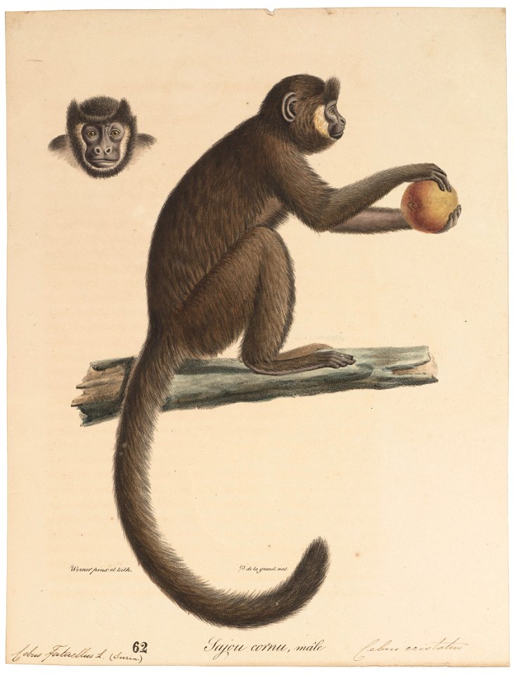 Cebus fatuellus - 1818-1842 - Print - Iconographia Zoologica - Special Collections University of Amsterdam - UBA01 IZ20200073