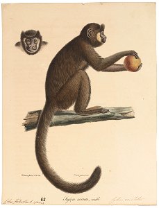 Cebus fatuellus - 1818-1842 - Print - Iconographia Zoologica - Special Collections University of Amsterdam - UBA01 IZ20200073