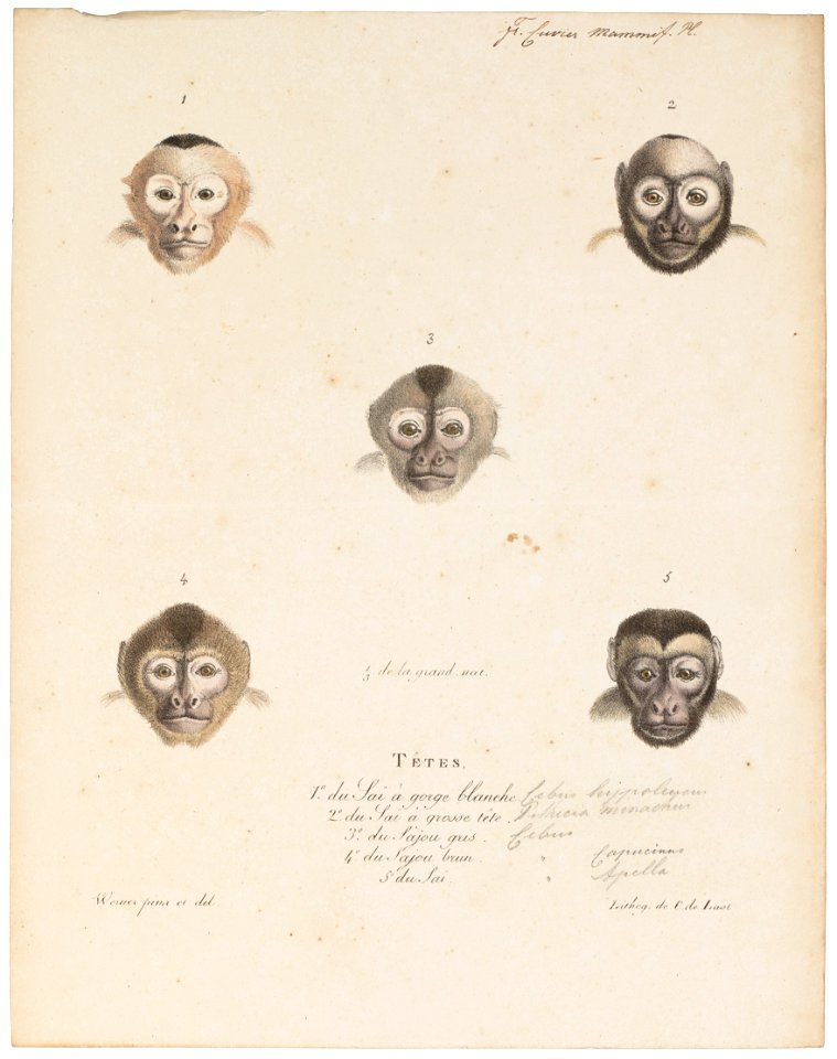 Cebus hippoleucus - gezicht - 1818-1842 - Print - Iconographia Zoologica - Special Collections University of Amsterdam - UBA01 IZ20200029