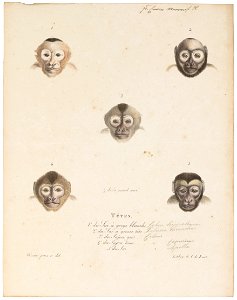 Cebus hippoleucus - gezicht - 1818-1842 - Print - Iconographia Zoologica - Special Collections University of Amsterdam - UBA01 IZ20200029