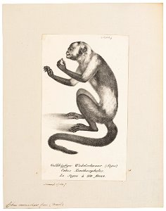 Cebus monachus - 1809-1845 - Print - Iconographia Zoologica - Special Collections University of Amsterdam - UBA01 IZ20200182