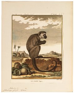 Cebus niger - 1700-1880 - Print - Iconographia Zoologica - Special Collections University of Amsterdam - UBA01 IZ20200170