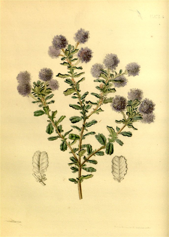 Ceanothus × lobbianus Paxton 4