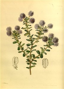 Ceanothus × lobbianus Paxton 4