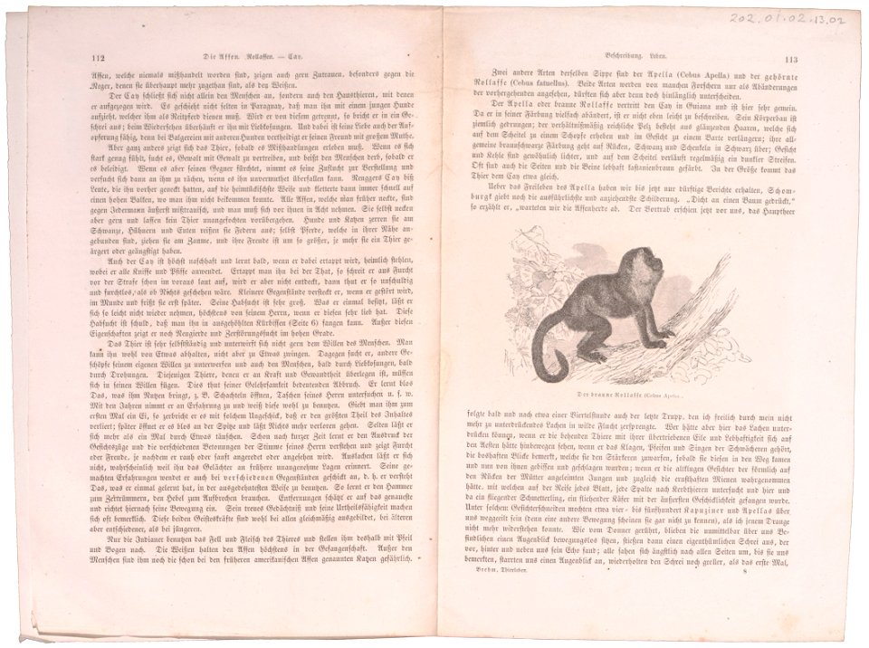 Cebus apella - 1700-1880 - Print - Iconographia Zoologica - Special Collections University of Amsterdam - UBA01 IZ20200035