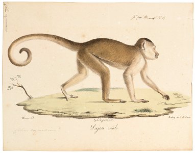 Cebus capucinus - 1818-1842 - Print - Iconographia Zoologica - Special Collections University of Amsterdam - UBA01 IZ20200172