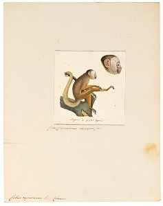 Cebus capucinus - 1829-1867 - Print - Iconographia Zoologica - Special Collections University of Amsterdam - UBA01 IZ20200180