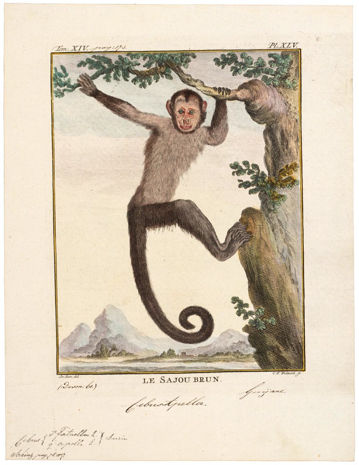 Cebus fatuellus - 1700-1880 - Print - Iconographia Zoologica - Special Collections University of Amsterdam - UBA01 IZ20200083
