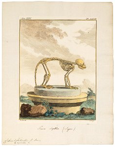 Cebus fatuellus - skelet - 1700-1880 - Print - Iconographia Zoologica - Special Collections University of Amsterdam - UBA01 IZ20200075