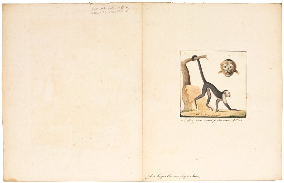 Cebus hypoleucus - 1829-1867 - Print - Iconographia Zoologica - Special Collections University of Amsterdam - UBA01 IZ20200155
